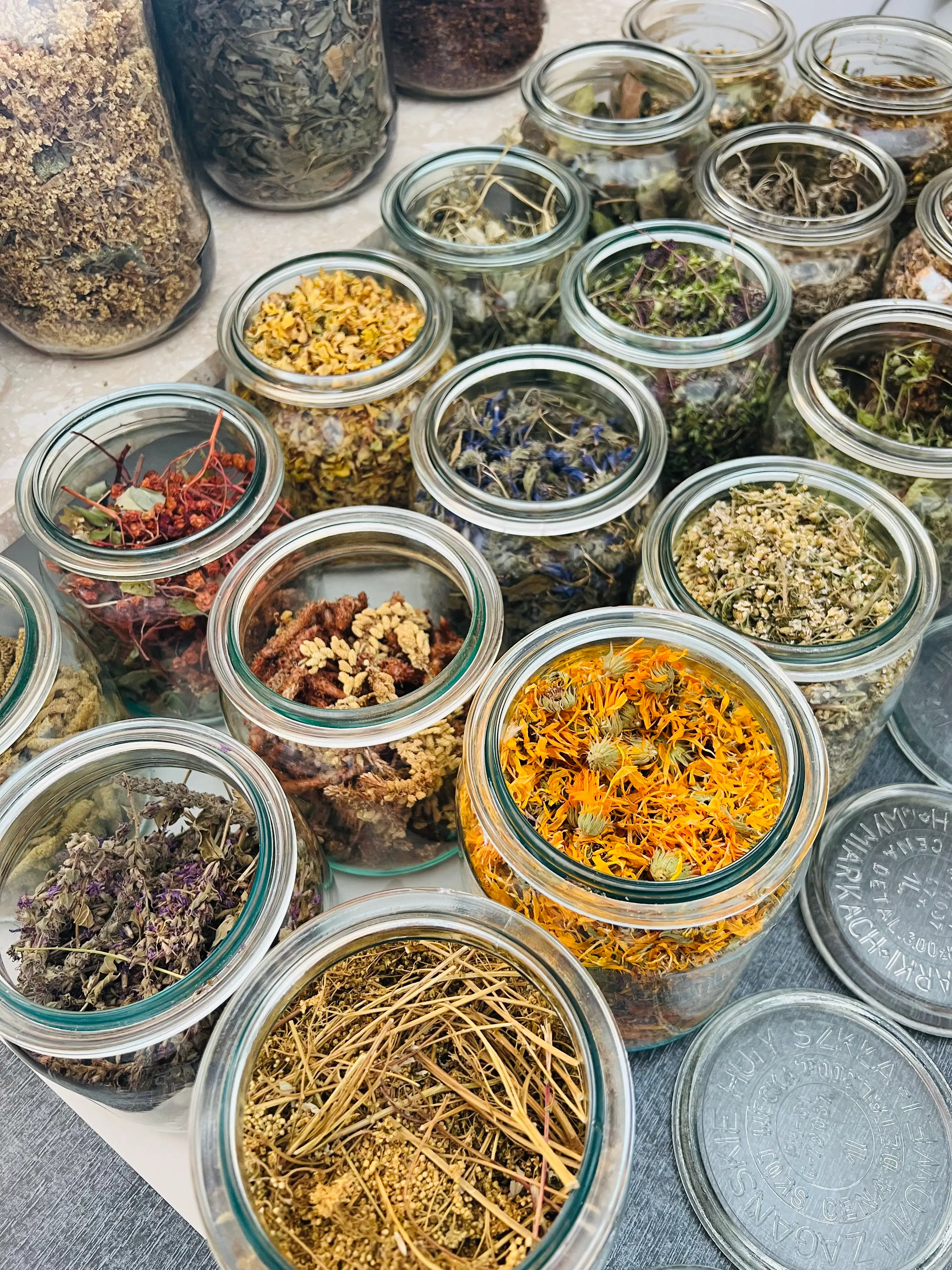 Warsztaty botaniczne